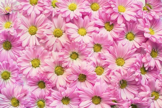pink-daisies-2121591_640_pixa_JillWellington Gänseblümchen in pink (Foto:pixa, JillWellington)