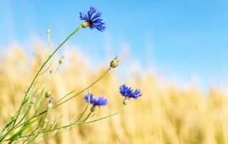 Kornblume vor Kornfeld