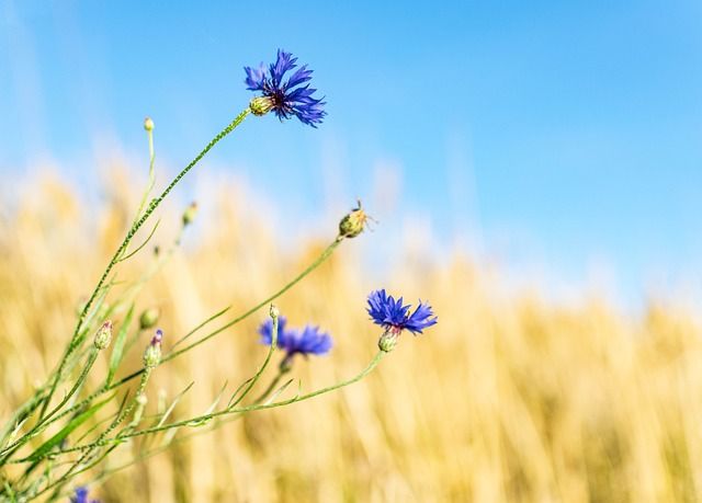 valerialu-cornflower-pixaby_5404185_640 Kornblume vor Kornfeld